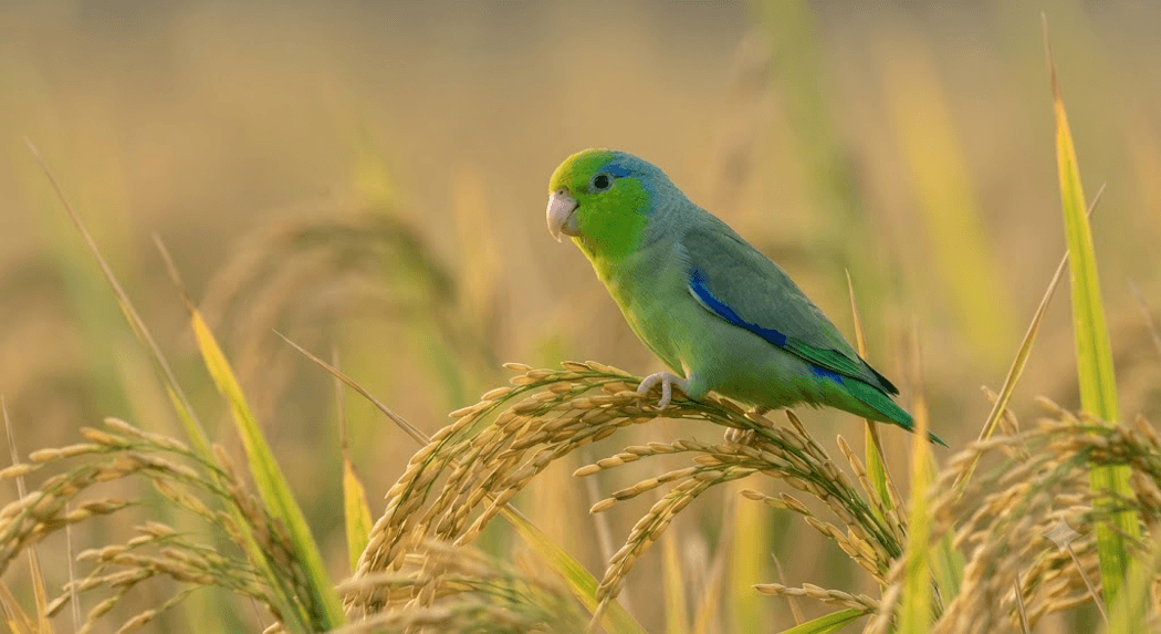 Fotografía de Loros y pericos (Forpus, Psittacara, Brotogeris spp.)
