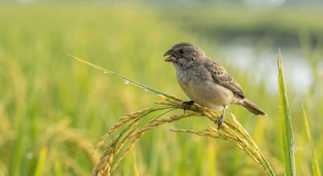 Fotografía de Espigueros (Sporophila spp.)