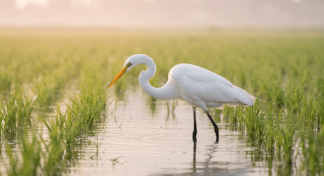 Fotografía de Garzas y aves zancudas (Ardea alba y familia Ardeidae)
