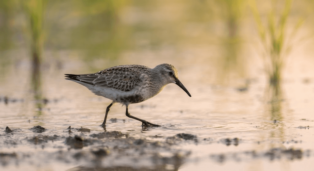 Fotografía de Aves playeras migratorias (Calidris spp., orden Charadriiformes)